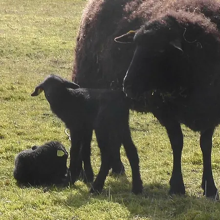 Zirkuswagen Nahe Ostsee Und Schlei Appartamento